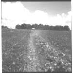 Lima Bean and Pea Pickers in Operation (Frank Cates)