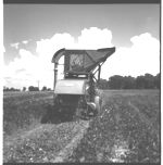 Lima Bean and Pea Pickers in Operation (Frank Cates)
