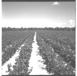 Lima Bean and Pea Pickers in Operation (Frank Cates)