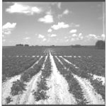 Lima Bean and Pea Pickers in Operation (Frank Cates)