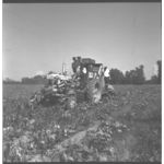 Lima Bean and Pea Pickers in Operation (Frank Cates)