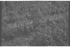 Greenhouses and Tomato Production