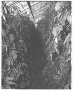 Greenhouse tomatoes - Horticulture Research Farm
