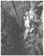 Greenhouse tomatoes - Horticulture Research Farm