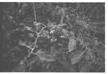 Greenhouse Tomatoes