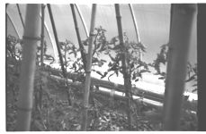 Greenhouse Tomatoes