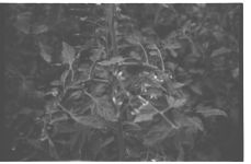 Greenhouse Tomatoes