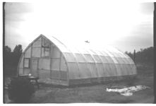 Greenhouse Tomatoes