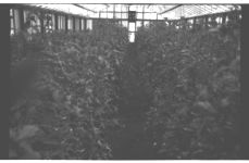 Greenhouse Tomatoes