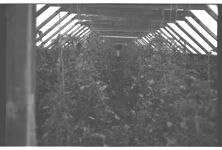 Greenhouse Tomatoes