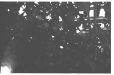 Greenhouse Tomatoes