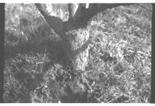 Greenhouses and Diseases on Peaches.