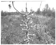 Apple Propagation.