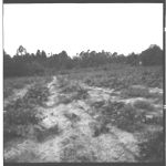 Muscadine Grape Vineyard and Nursery - Herbicides used