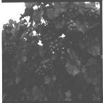 Muscadine Grape Production