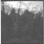 Muscadine Grape Production
