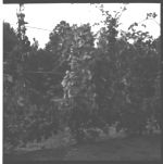 Muscadine Grape Production