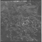 Holly Varieties