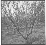 Herbicide Work in Peach and Apple Orchards and New Cultivative Equipment