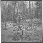 Herbicide Work in Peach and Apple Orchards and New Cultivative Equipment