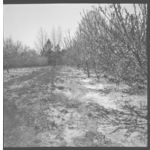 Herbicide Work in Peach and Apple Orchards and New Cultivative Equipment