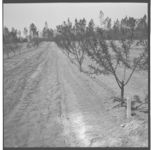 Herbicide Work in Peach and Apple Orchards and New Cultivative Equipment