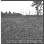 Peaches and Pears - Pruning and Herbicide Demonstrations