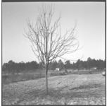 Peaches and Pears - Pruning and Herbicide Demonstrations