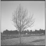 Peaches and Pears - Pruning and Herbicide Demonstrations