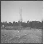 Peaches and Pears - Pruning and Herbicide Demonstrations