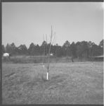Peaches and Pears - Pruning and Herbicide Demonstrations