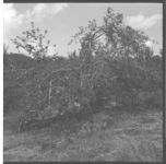 Pear and Apple Production