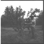 Pear and Apple Production