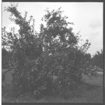 Pear and Apple Production
