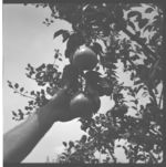 Pear and Apple Production