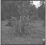 Pear and Apple Production