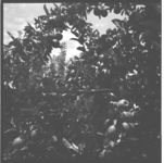 Pear and Apple Production