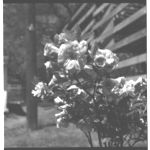 Azalea Varieties - University Greenhouse