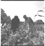Gardening Food Production Program with Low-Income Families