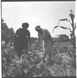Gardening Food Production Program with Low-Income Families