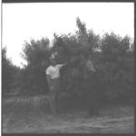 Herbicides in Peaches and Apples - Also, Fruit Thinning