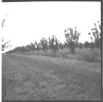 Herbicides in Peaches and Apples - Also, Fruit Thinning