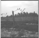 Herbicide Demonstrations in Grape Vineyards
