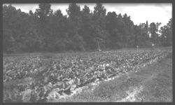 Preferated Pipe Sprinkler System Operated by Gravity on Ga. Better Farm #6