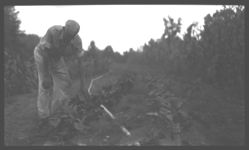 Bell pepper plants. Revolving sprinkler in foreground. - E. H. Davis Farm.