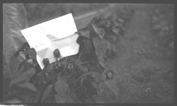 Irrigated Bell Peppers. - E. H. Davis Farm.
