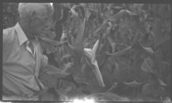 Field corn treated with Lethane and Rotenone dust. - E. H. Davis Farm.