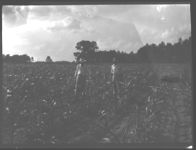 W. H. Hall Setting Up Irrigation System in Corn Field.