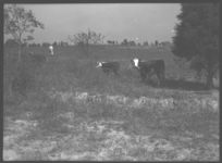 White faced beef cattle.