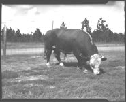 White-faced bull.
